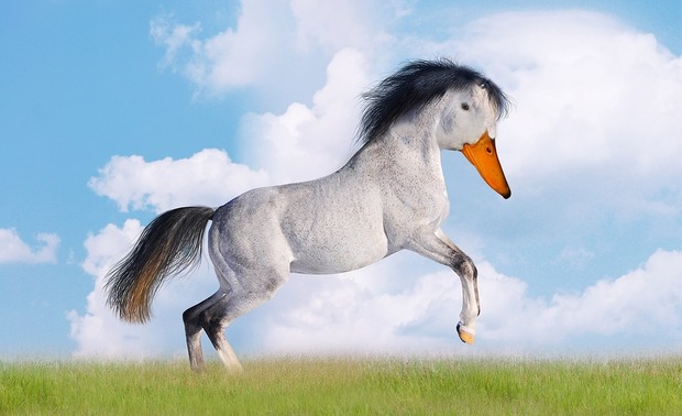 duck-horse-1687704_960_720.jpg