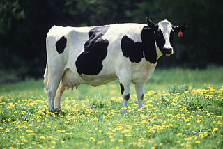 Cow_female_black_white.jpg