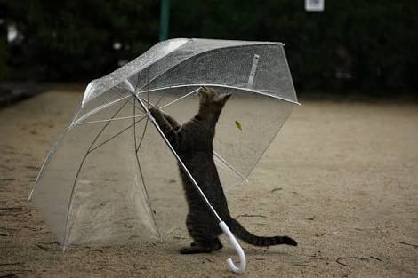 猫傘.jpg