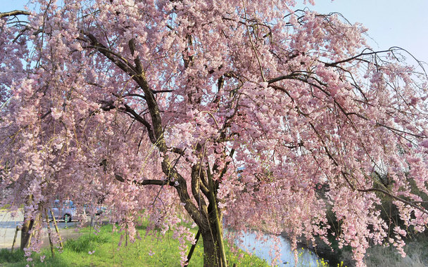 2017-04-16「神河の八重桜」.jpg