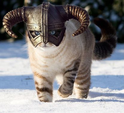Muenchner-Gsindl-Katze-mit-Helm1.jpg