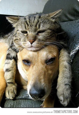 funny-tired-cat-dog-sleeping.jpg