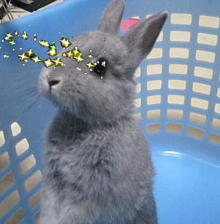 うさぎ２.jpeg