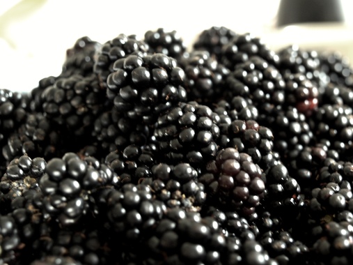 Brombeeren_gepflückt.jpg