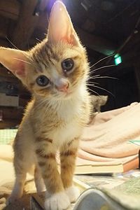 2016-06-14_Orange_and_white_tabby_cat_born_in_2016_茶トラ白ねこ_DSCF6526☆彡.jpg