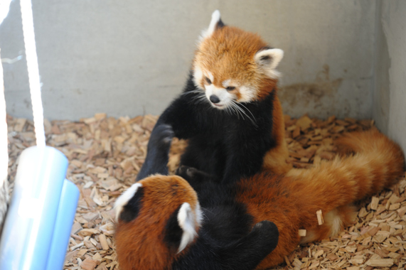 夏休み自由研究 パンダ編 掲示板 マイネ王