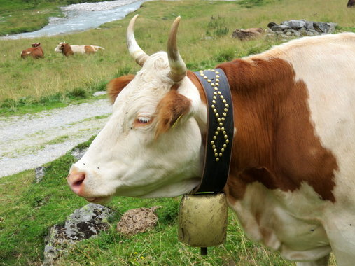 Kuhglocke.jpg