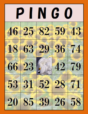 PINGO.jpg