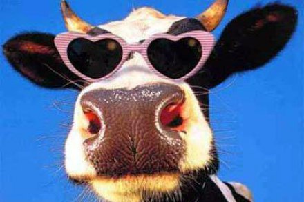 Funny-Cow-With-Heart-Sunglasses.jpg