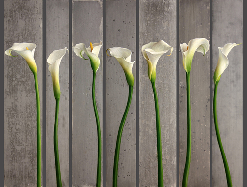 seven-calla-lilies-forhp.jpg