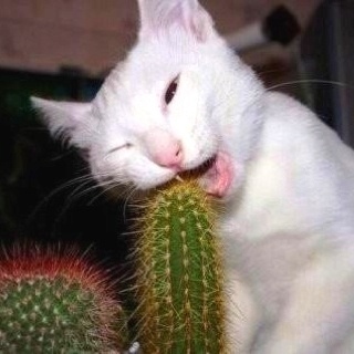 cat-eating-cactus.jpg