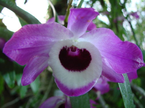 1200px-Dendrobium_nobile_(BG_Zurich)-02.JPG