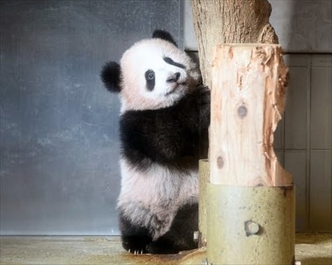 kh_171212panda01.jpg