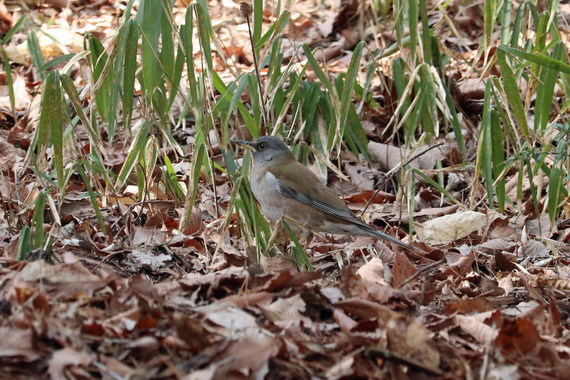 シロハラ180317森林植物園.JPG
