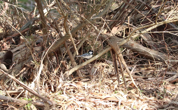 シジュウカラ180317森林植物園.JPG