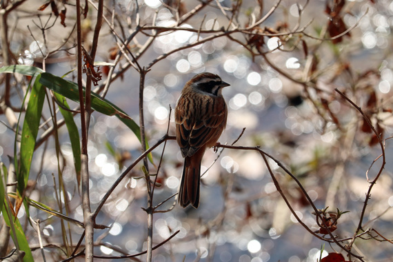 ホオジロ180317森林植物園.JPG