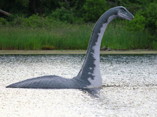 puffer_13.jpg