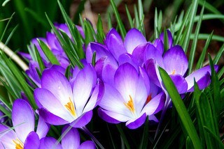 crocus-purple.jpg