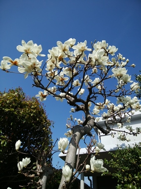 DSC_2976.JPG