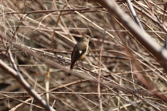ジョウビタキ（メス）s.jpg