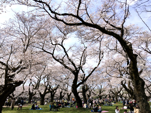 2018-03-26-13.34_小金井公園.jpg
