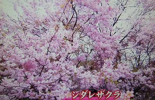 _20180405_075932.JPG