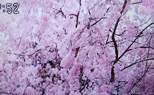 _20180406_075702.JPG
