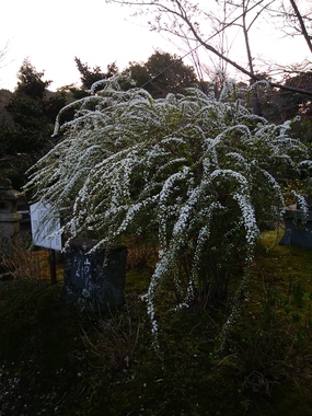 DSC_2981.JPG