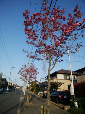 DSC_3288.JPG