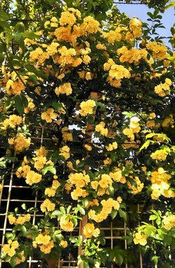 P_20180416_084050_HDR_1.jpg