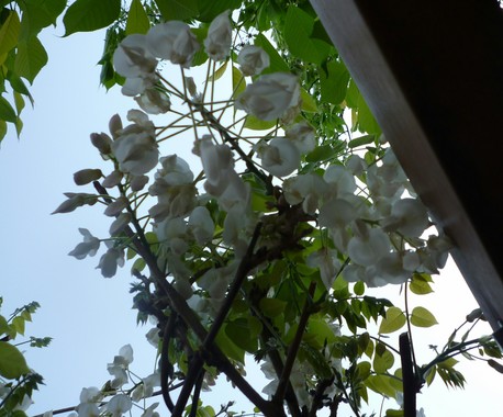 _20180415_074756.JPG