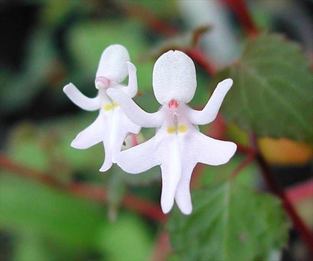 flowers-look-like-animals-people-monkeys-orchids-pareidolia-35_R.jpg