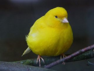 puffer_7.jpg