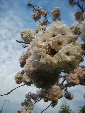 DSC_3341.JPG
