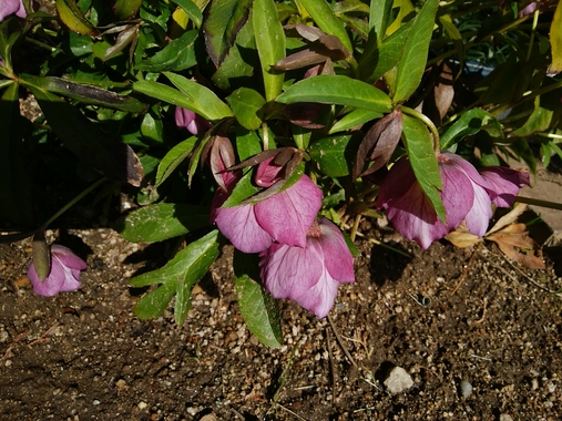 DSC_2528.JPG