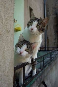 fullsize_image_(3).jpg