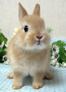 image_1.jpg