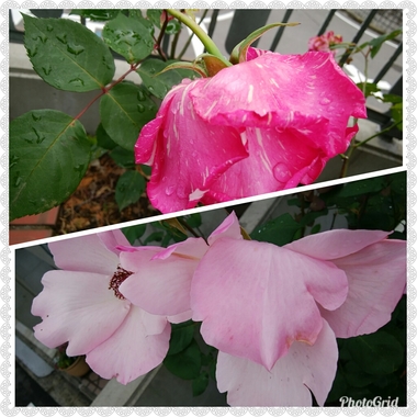 PhotoGrid_1525303490825.jpg