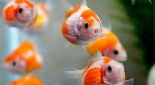 puffer.jpg