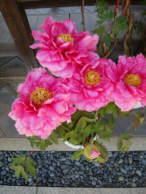 DSC_3432.JPG