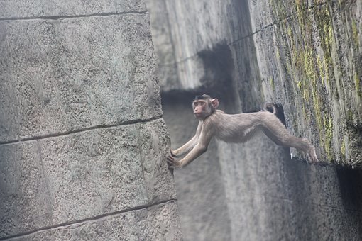 monkey-3199106__340.jpg