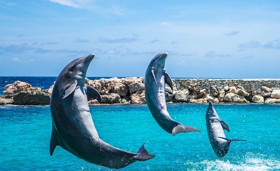 dolphins-906165__340.jpg