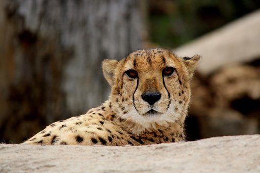 cheetah-2260948__340.jpg