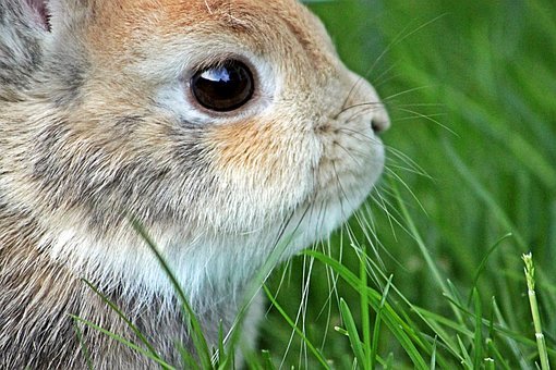 dwarf-rabbit-2686691__340.jpg