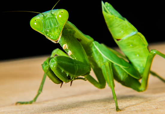 praying-mantis-205165_w1280.jpg