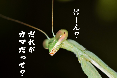 だれがカマだって.jpg