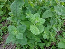 220px-Mentha_piperita_01.JPG