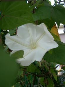 220px-Ipomoea_alba1.jpg