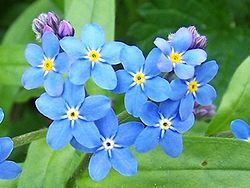 250px-Myosotis_palustris_a1.jpg