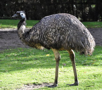 Emu.jpg
